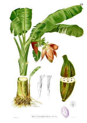 Alte Grafik einer Bananenpflanze